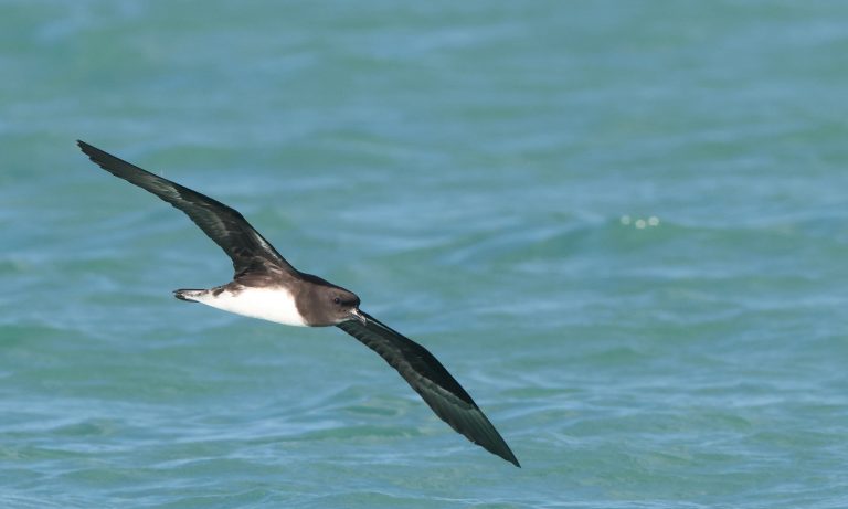 Phoenix Petrel 白腹圆尾鹱 (4) Image