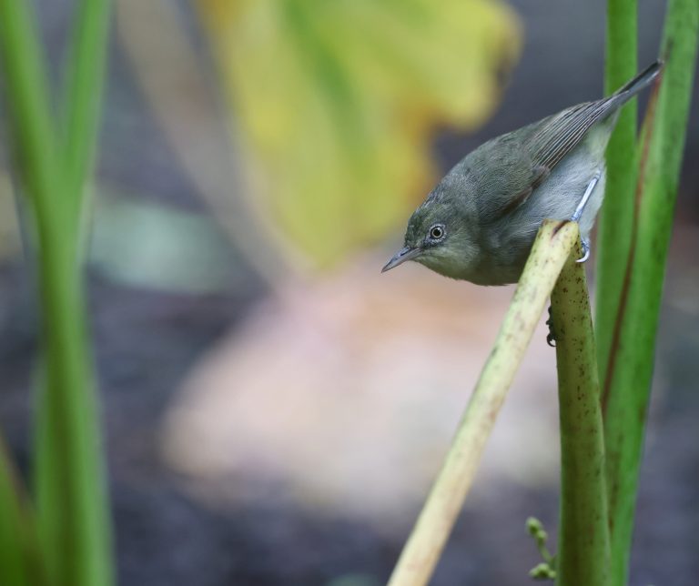 Plain White-eye 淡色绣眼鸟  (2) Image