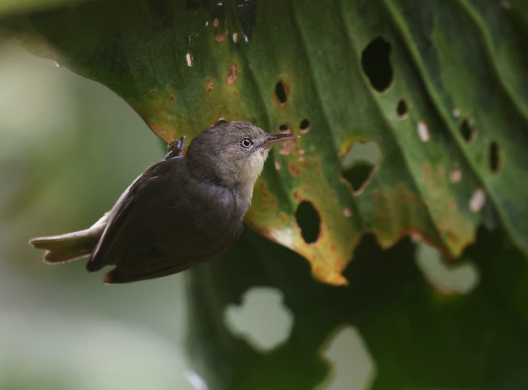 Plain White-eye 淡色绣眼鸟  (3) Image