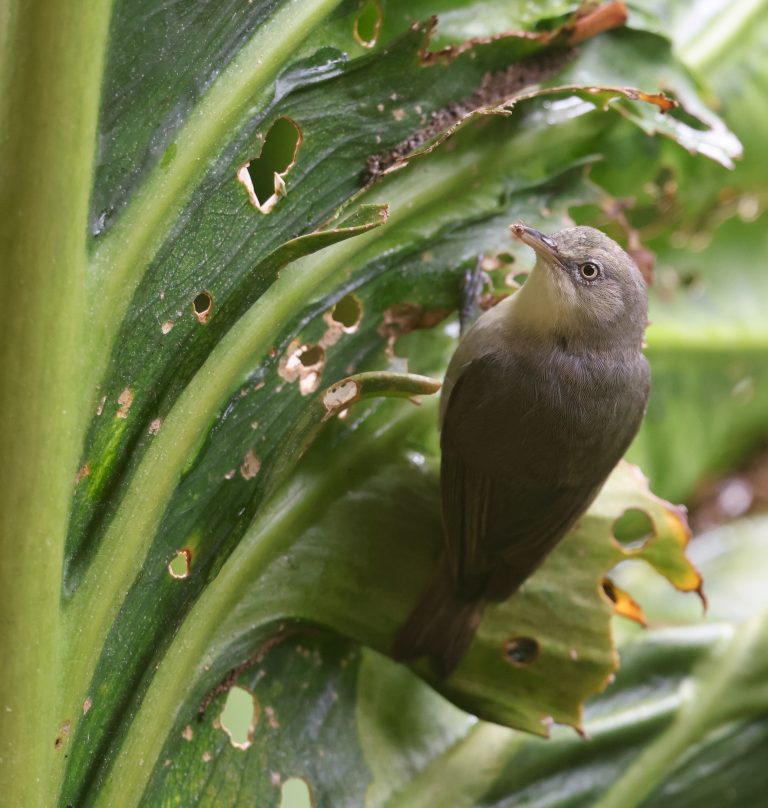 Plain White-eye 淡色绣眼鸟  (4) Image