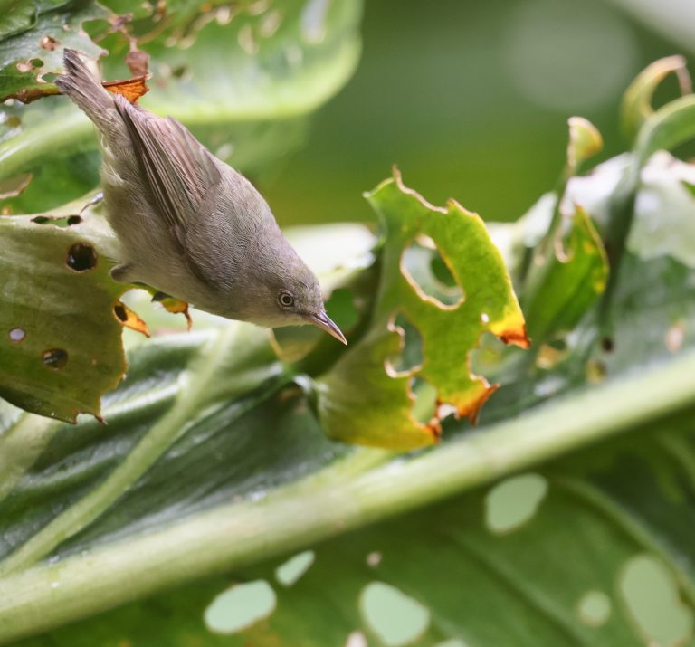 Plain White-eye 淡色绣眼鸟  (5) Image