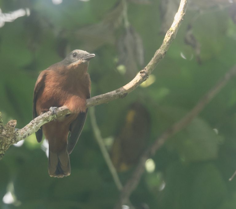 Pohnpei Cicadabird 波纳佩鹃鵙 (1) Image