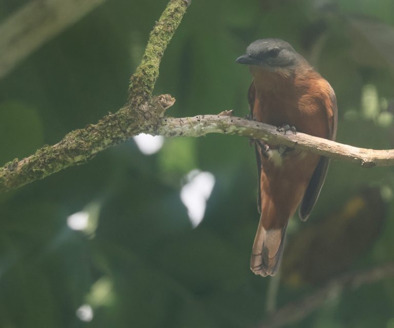 Pohnpei Cicadabird 波纳佩鹃鵙 (2) Image