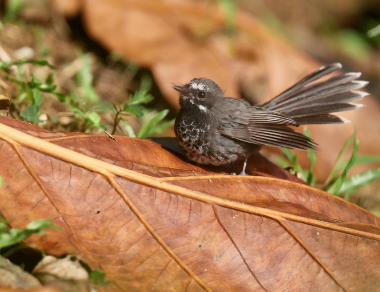 Pohnpei Fantail 波岛扇尾鹟 (1) Image
