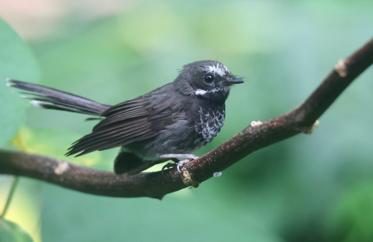 Pohnpei Fantail 波岛扇尾鹟 (2) Image