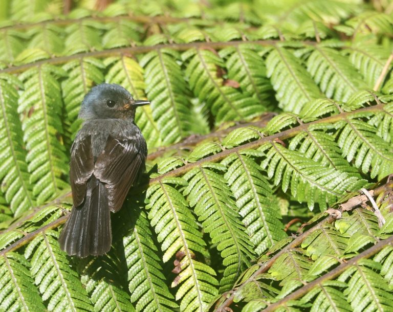 Pohnpei Flycatcher 波岛阔嘴鹟 (2) Image