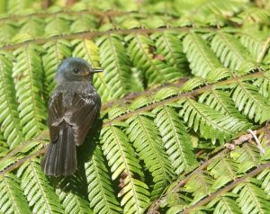 Pohnpei Flycatcher 波岛阔嘴鹟 (2) Thumbnail