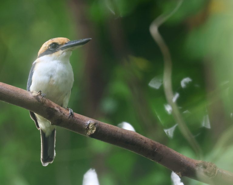 Pohnpei Kingfisher 波纳佩翡翠 Image