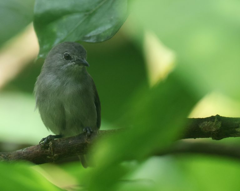 Pohnpei White-eye 波纳佩岛绣眼鸟 (1) Image