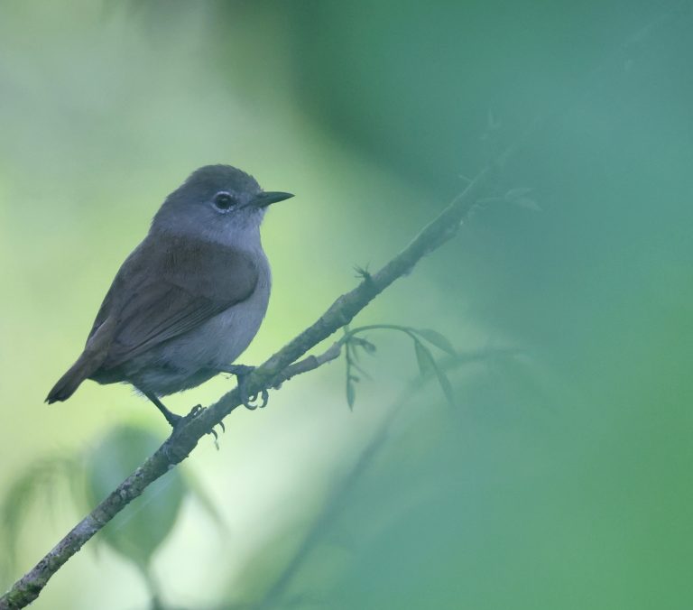 Pohnpei White-eye 波纳佩岛绣眼鸟 (2) Image