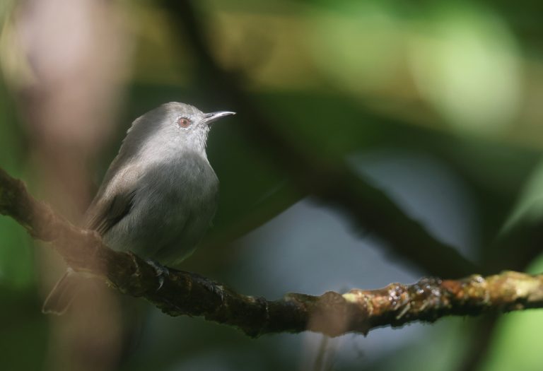 Pohnpei White-eye 波纳佩岛绣眼鸟 (3) Image