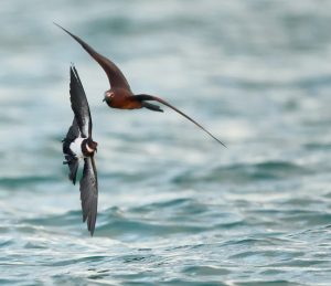 Polynesian Storm Petrel 白喉海燕 Thumbnail