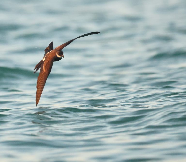 Polynesian Storm Petrel 白喉海燕 (2) Image