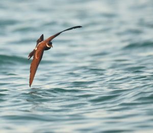Polynesian Storm Petrel 白喉海燕 (2) Thumbnail