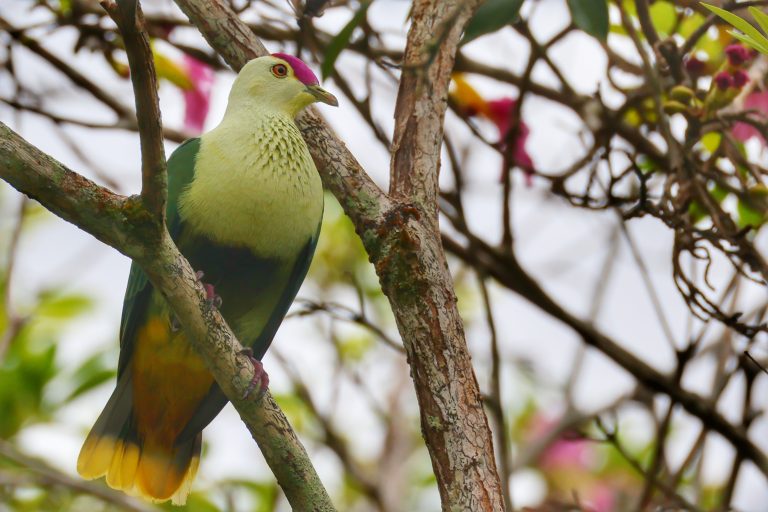Purple-capped Fruit Dove 紫额果鸠 [W.A. Farris] Image
