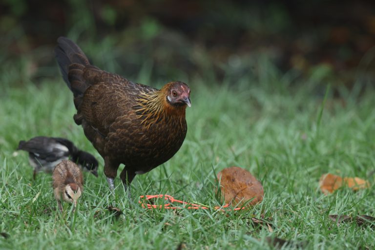 Red Junglefowl 红原鸡 Image