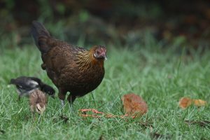 Red Junglefowl 红原鸡 Thumbnail