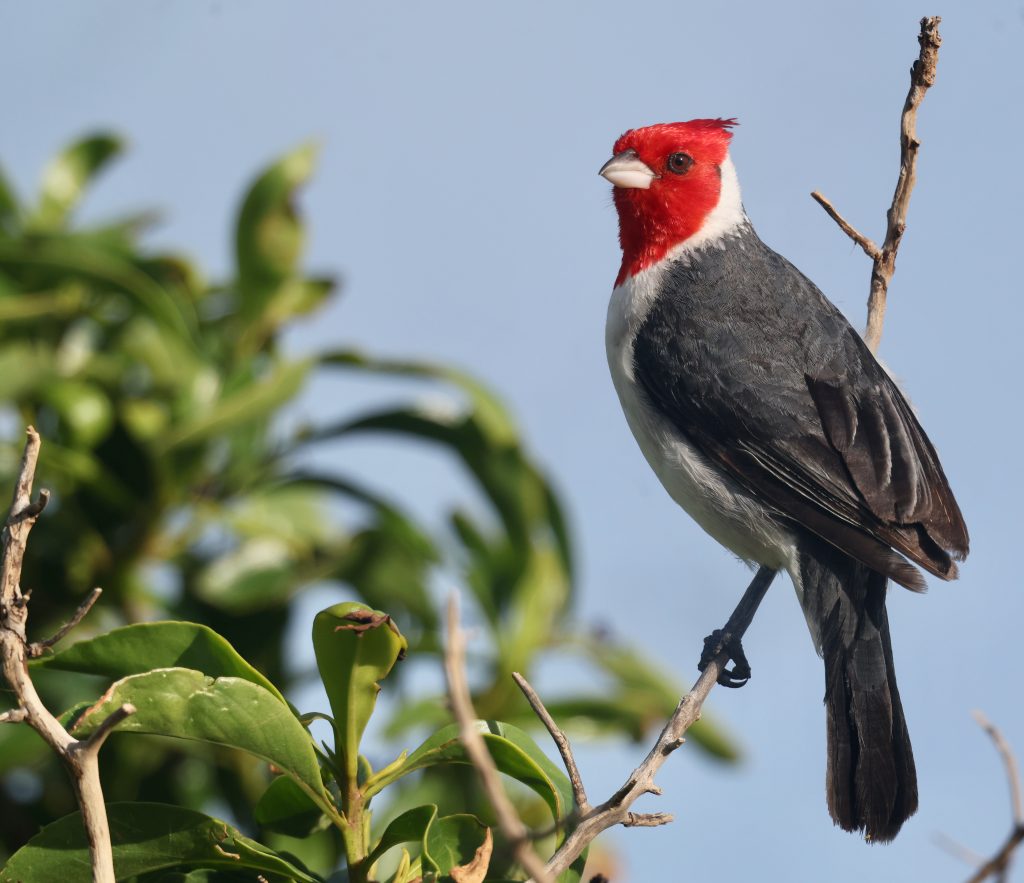 Red-crested Cardinal 冠蜡嘴鹀