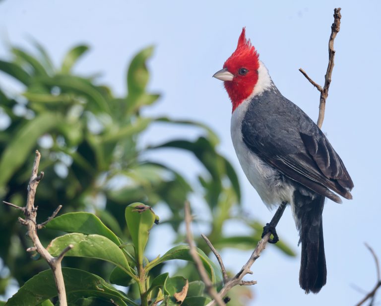 Red-crested Cardinal 冠蜡嘴鹀 Image