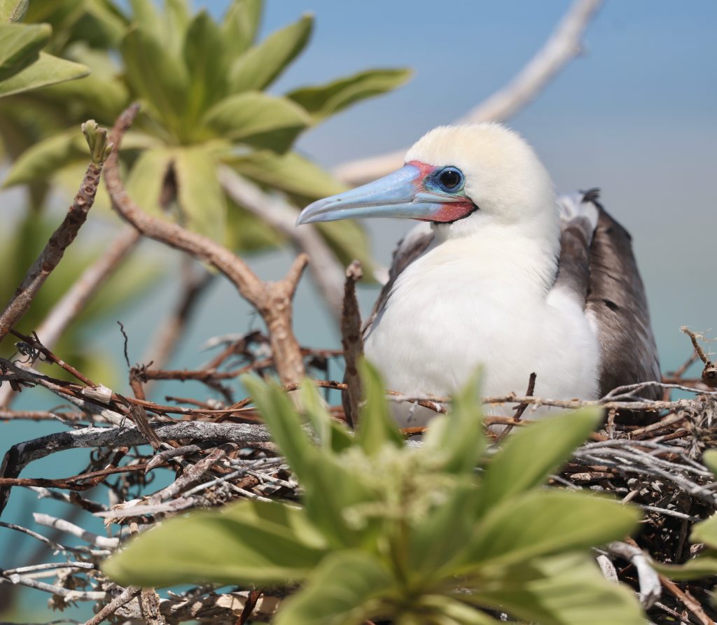 Red-footed Booby 红脚鲣鸟 (1)