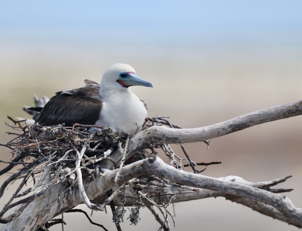 Red-footed Booby 红脚鲣鸟 (2)