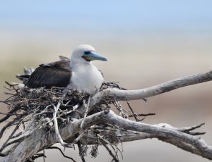 Red-footed Booby 红脚鲣鸟 (2) Thumbnail