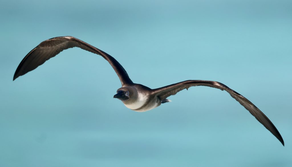 Red-footed Booby 红脚鲣鸟 (3)