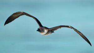 Red-footed Booby 红脚鲣鸟 (3) Thumbnail