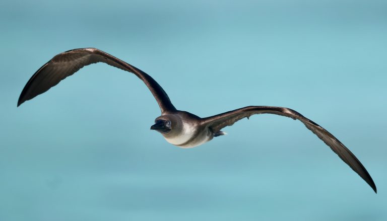 Red-footed Booby 红脚鲣鸟 (3) Image
