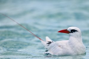 Red-tailed Tropicbird 红尾鹲 (1) Thumbnail