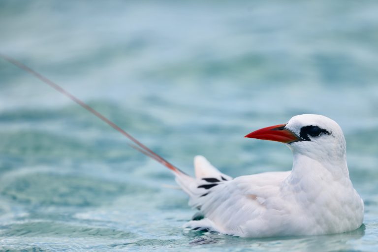 Red-tailed Tropicbird 红尾鹲 (1) Image
