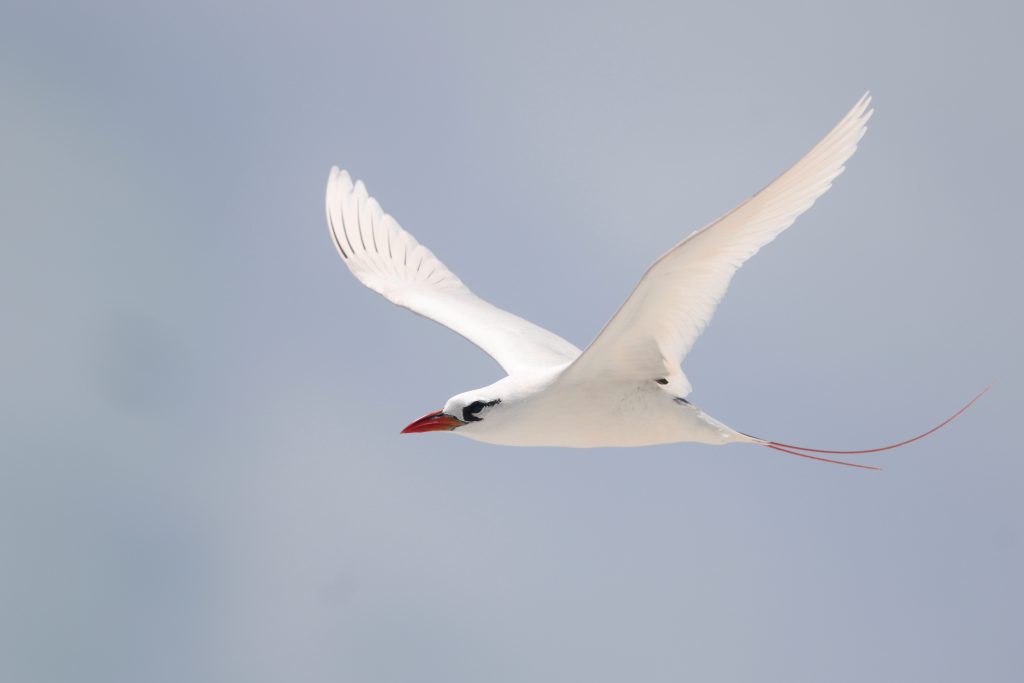 Kiribati 1st to 8th April 2027 Tour Featured Image