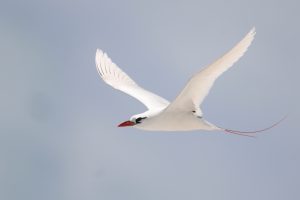 Red-tailed Tropicbird 红尾鹲 (2) Thumbnail