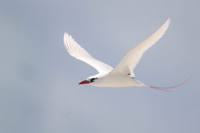 Red-tailed Tropicbird 红尾鹲 (2) Image