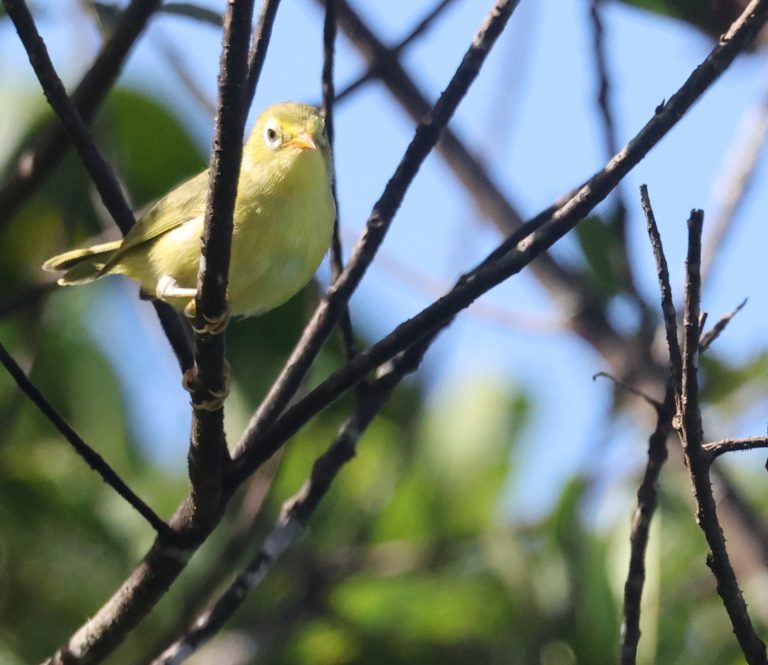 Rota White-eye 罗塔绣眼鸟 (2) Image