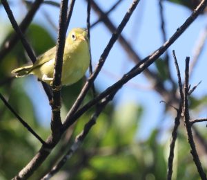 Rota White-eye 罗塔绣眼鸟 (2) Thumbnail