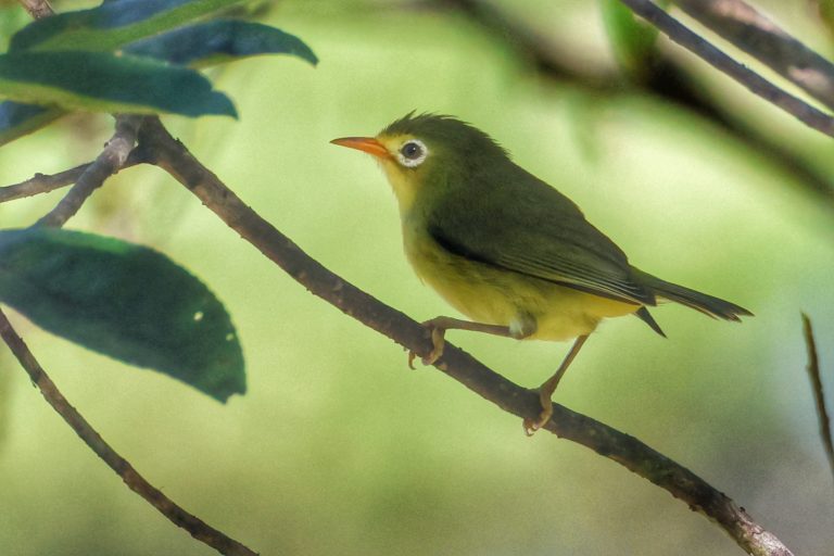 Rota White-eye 罗塔绣眼鸟 (1) [W.A. Farris] Image