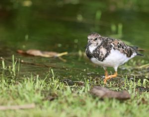 Ruddy Turnstone 翻石鹬 (1) Thumbnail