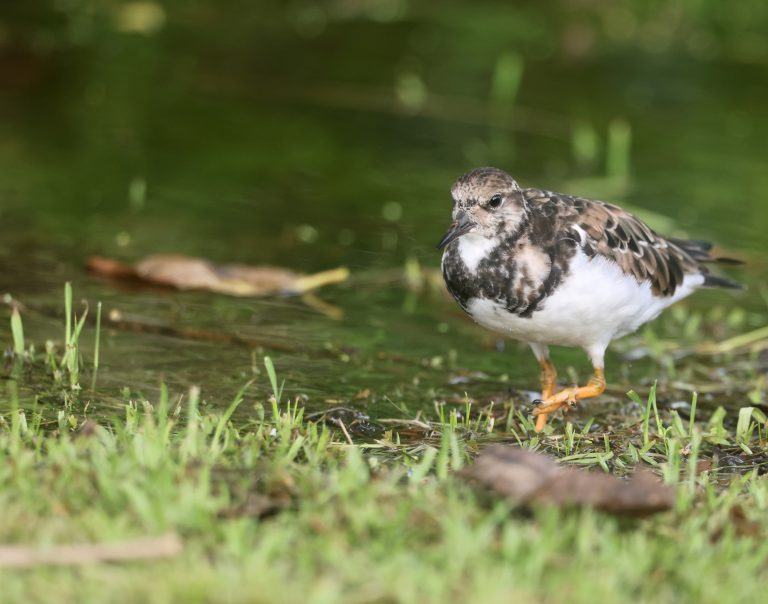 Ruddy Turnstone 翻石鹬 (1) Image