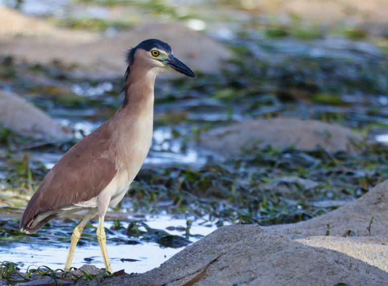 Rufous Night Heron 棕夜鹭 Image