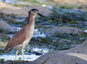 Rufous Night Heron 棕夜鹭 Thumbnail