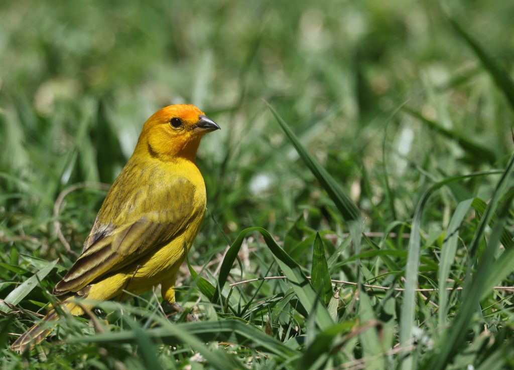 Saffron Finch 橙黄雀鹀