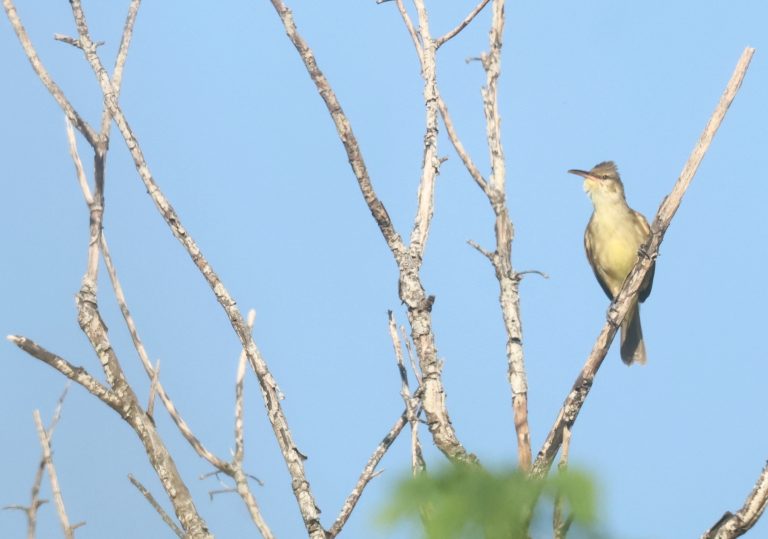 Saipan Reed Warbler 塞班苇莺 Image