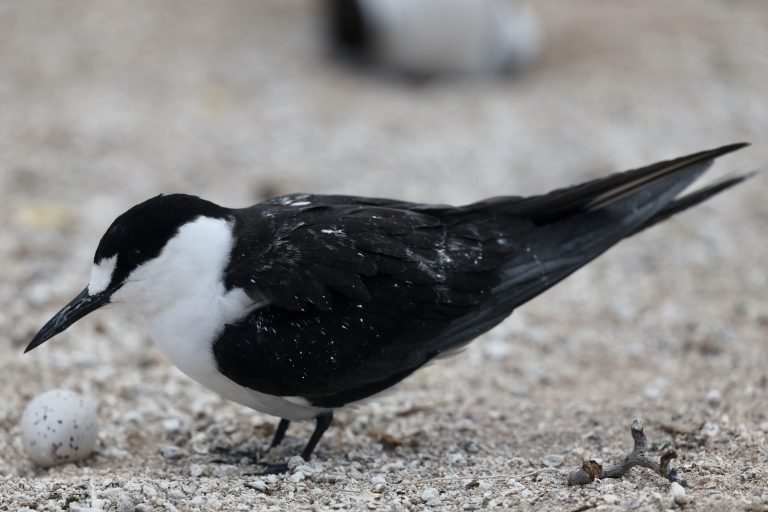 Sooty Tern 乌燕鸥 (1) Image