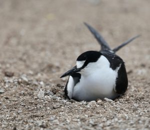 Sooty Tern 乌燕鸥 (1) Thumbnail