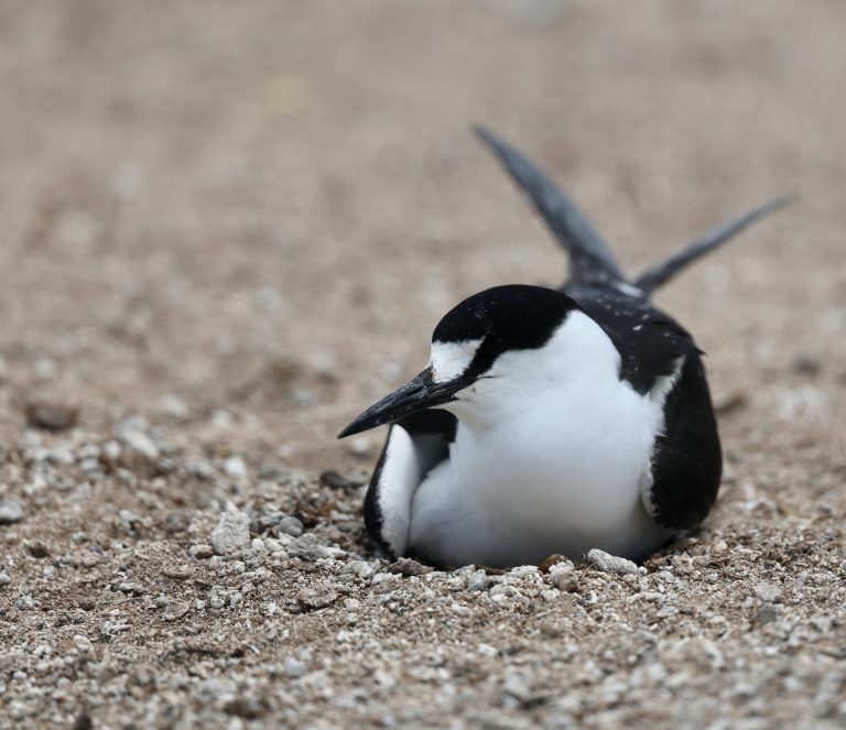 Sooty Tern 乌燕鸥 (2) Image