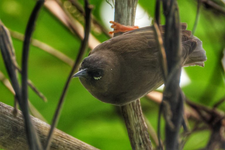 Teardrop white-eye 特鲁绣眼鸟 W.A. Farris] Image