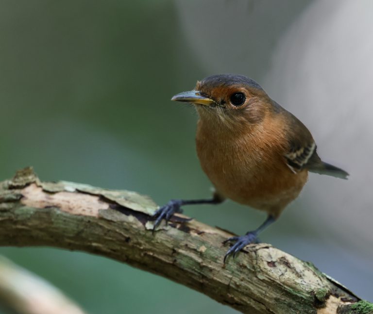 Tinian Monarch 提岛王鹟 (1) Image