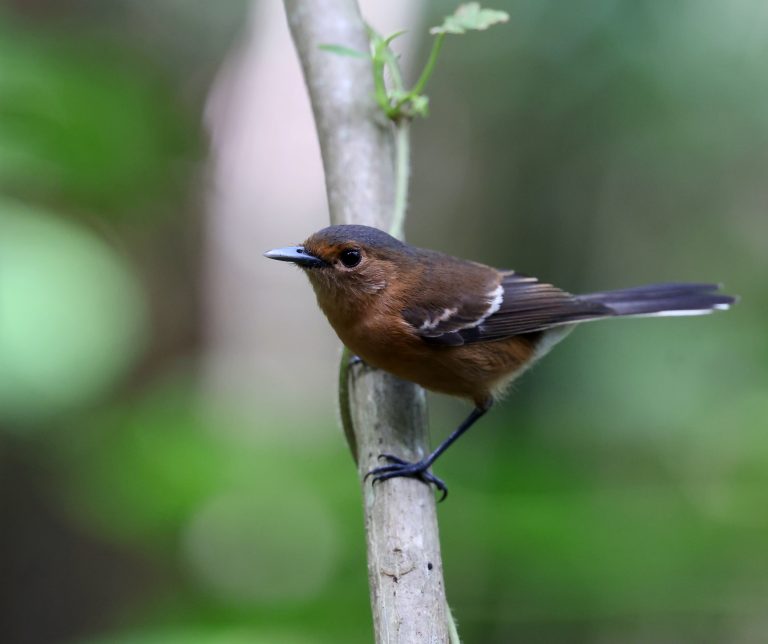 Tinian Monarch 提岛王鹟 (2) Image