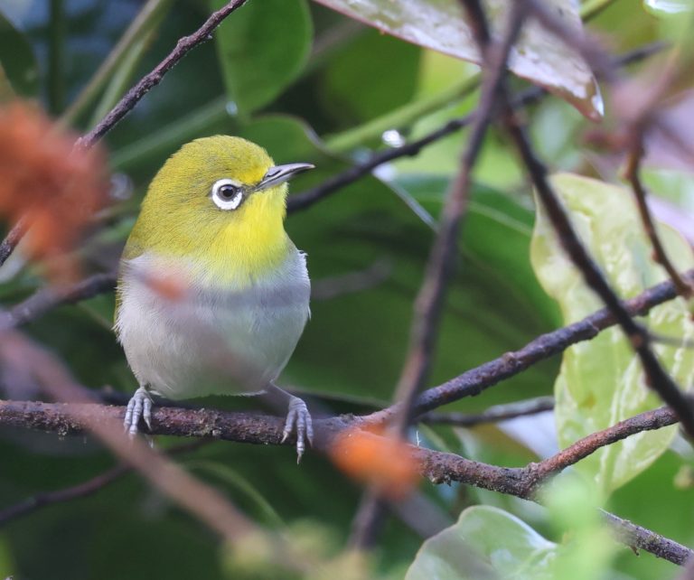 Warbling White-eye 日本绣眼鸟 Image